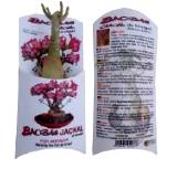 Kit Little Baobab chacal (Adenium obesum) - Mini-plant