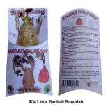 Kit Little Bouddha (Jatropha podagrica) – Mini-plant